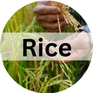 rice_banner